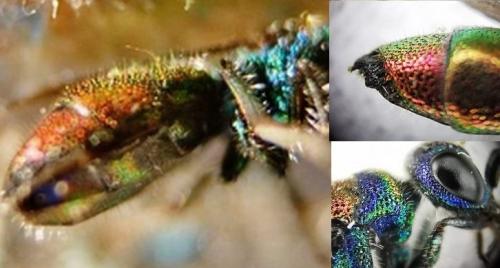 Réf. 335 304 : Chrysis illigeri